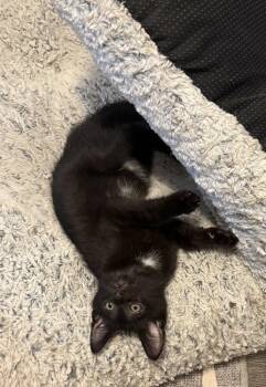 Tybalt( prev Schaeffer) -  Domestic Short Hair Cat for Adoption in Ferndale, Michigan - Tybalt( Prev Schaeffer) | PetCurious