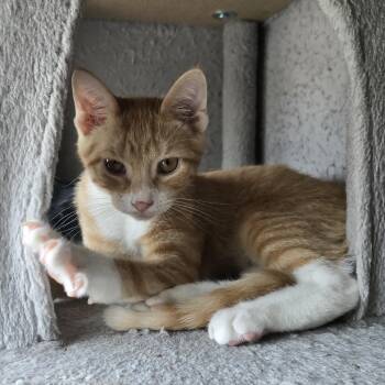Tom -  Tabby Cat for Adoption in Woodbridge Township, New Jersey - Tom | PetCurious
