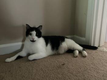 Moo -  Domestic Short Hair Cat Available for Adoption in Honeoye, New York - Moo | PetCurious