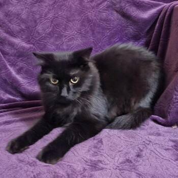 Mary -  Domestic Short Hair Cat for Adoption in Bentonville, Arkansas - Mary | PetCurious