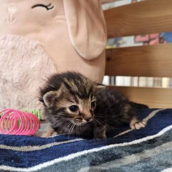 Domestic Short Hair Cats Available for Adoption in Lynchburg, Virginia - Toretto | PetCurious