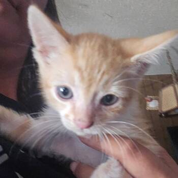 Samson -  American Shorthair Cat for Adoption in Klamath Falls, Oregon - Samson | PetCurious