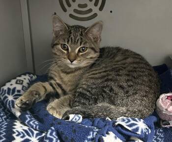 Domestic Short Hair Cats Available for Adoption - Butch | PetCurious