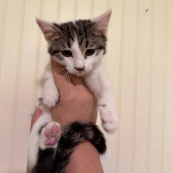 Katydid -  Domestic Short Hair Cat for Adoption in Sequatchie, Tennessee - Katydid | PetCurious