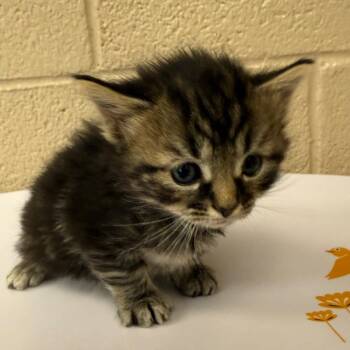 Blackberry Mojito -  Domestic Short Hair Cat for Adoption in Troy, Virginia - Blackberry Mojito | PetCurious