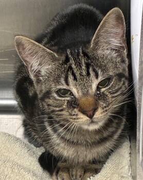 A.J. Ferguson -  Domestic Short Hair Cat for Adoption in Hartsville, South Carolina - A.J. Ferguson | PetCurious