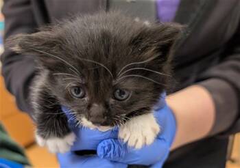 Domestic Short Hair Cats Available for Adoption in Martinez, California - A1046262 | PetCurious