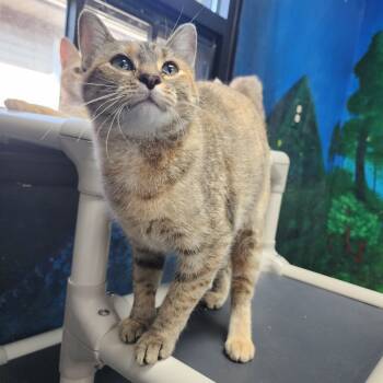 Rescue Domestic Short Hair Cats for Adoption in Dixon, Illinois - Lagertha | PetCurious