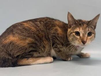 Dumpling -  Domestic Short Hair Cat for Adoption in Golden Valley, Minnesota - Dumpling | PetCurious