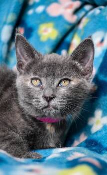 Domestic Short Hair Cats Available for Adoption in Yakima, Washington - Purl | PetCurious