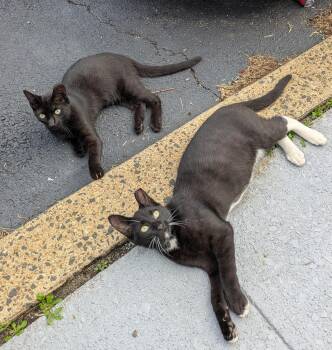 Wonder Woman & Batman -  Domestic Short Hair Cat for Adoption in Bayonne, New Jersey - Wonder Woman & Batman | PetCurious