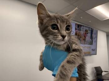 A1265525 -  Domestic Short Hair Cat for Adoption in Charlotte, North Carolina - A1265525 | PetCurious