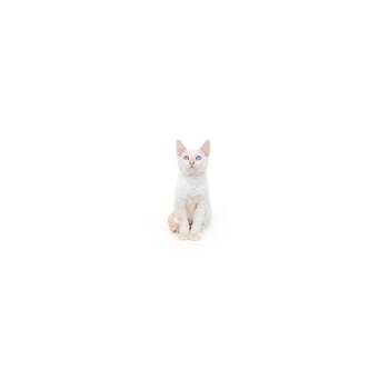 Peep -  Domestic Short Hair Cat for Adoption in Los Angeles, California - Peep | PetCurious