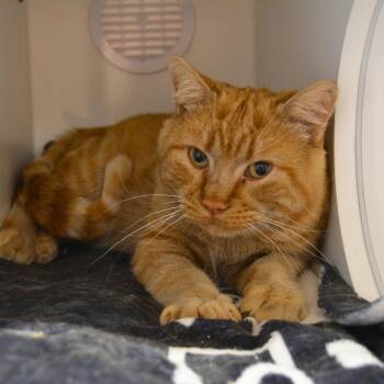 Garfield -  Domestic Short Hair Cat for Adoption in Cheyenne, Wyoming - Garfield | PetCurious