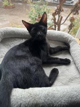 Oreo -  Bombay Cat for Adoption in Lancaster, California - Oreo | PetCurious