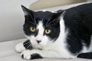 Rescue Domestic Short Hair Cats for Adoption in Sanford, Florida - Bailey | PetCurious