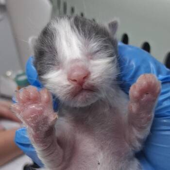 Cluck -  Domestic Short Hair Cat for Adoption in Summerville, South Carolina - Cluck | PetCurious