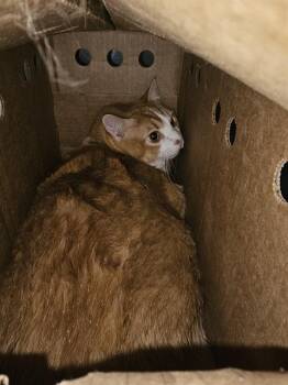 Domestic Short Hair Cats Available for Adoption in Dallas, Texas - KONG-EE | PetCurious