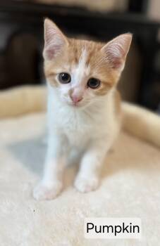 Pumpkin -  Domestic Short Hair Cat for Adoption in Aurora, Nebraska - Pumpkin | PetCurious