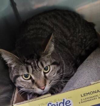 Domestic Short Hair and American Shorthair Cats Available for Adoption in Bedford, Indiana - Max | PetCurious