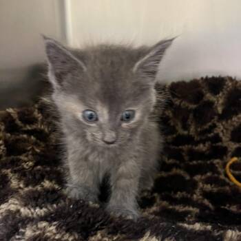 Rose -  Domestic Short Hair Cat for Adoption in Sonoma, California - Rose | PetCurious