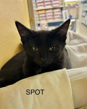 Spot -  Domestic Short Hair Cat for Adoption in Hazlet, New Jersey - Spot | PetCurious