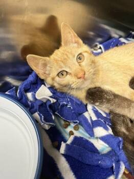 Kylie -  Domestic Short Hair Cat for Adoption in Dayton, Minnesota - Kylie | PetCurious