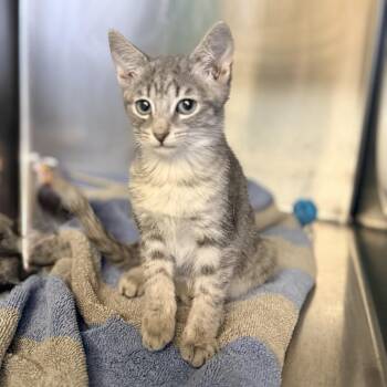 Popsicle -  Domestic Short Hair Cat for Adoption in Palm Springs, California - Popsicle | PetCurious