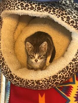 Rescue Domestic Short Hair Cats for Adoption in Hawthorne, New Jersey - Echo | PetCurious