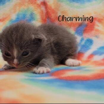 Charming -  Domestic Short Hair Cat for Adoption in Parkersburg, West Virginia - Charming | PetCurious