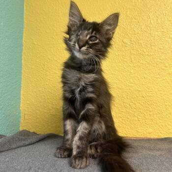 Avery -  Domestic Long Hair Cat for Adoption in Fresno, California - Avery | PetCurious