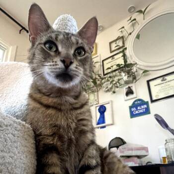 Sundae -  Domestic Short Hair Cat for Adoption in Skokie, Illinois - Sundae | PetCurious