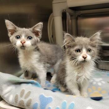 Moonchild -  Domestic Long Hair Cat for Adoption in Columbia, Missouri - Moonchild | PetCurious