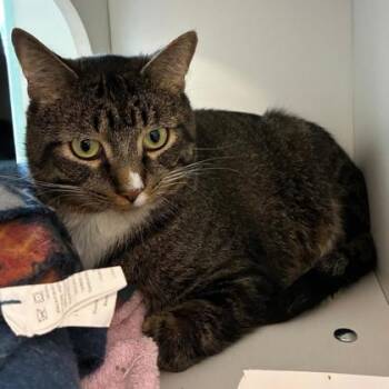 Raymond -  Domestic Short Hair Cat for Adoption in Wheaton, Illinois - Raymond | PetCurious