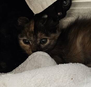 NYLA -  Domestic Short Hair Cat for Adoption - NYLA | PetCurious