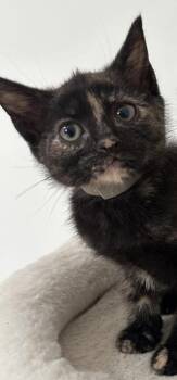 Tai -  Domestic Short Hair Cat for Adoption in Lawrenceville, Georgia - Tai | PetCurious