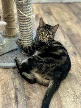 Rescue Domestic Short Hair Cats for Adoption in Philadelphia, Pennsylvania - Mariah | PetCurious