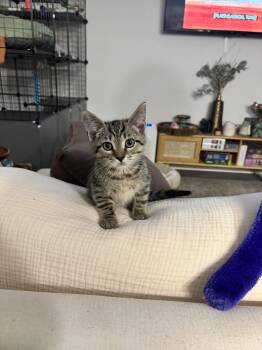 Domestic Short Hair Cats Available for Adoption in Alexandria, Virginia - Tito - KITTEN In Foster | PetCurious