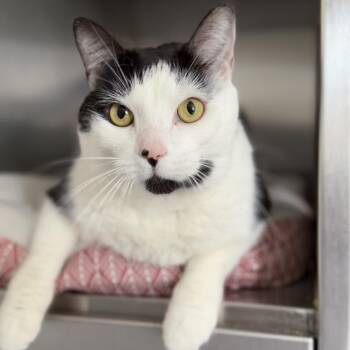 Finn -  Domestic Medium Hair Cat for Adoption in Ridgely, Maryland - Finn | PetCurious