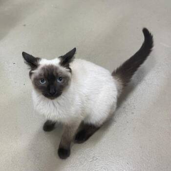 Siamese and Domestic Short Hair Cats Available for Adoption in Wilkesboro, North Carolina - London | PetCurious