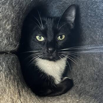 Sushi -  Domestic Short Hair Cat Available for Adoption in Cooperstown, New York - Sushi | PetCurious