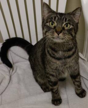 Downy -  Domestic Short Hair Cat for Adoption in Verona, Wisconsin - Downy | PetCurious