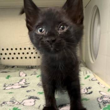 Mimi -  Domestic Short Hair Cat for Adoption in Bend, Oregon - Mimi | PetCurious