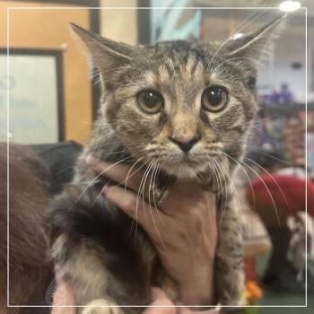 Patches -  Domestic Short Hair Cat for Adoption in Midland, Texas - Patches | PetCurious
