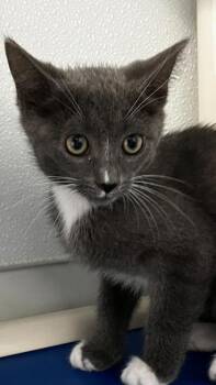 Rubble -  Domestic Short Hair Cat for Adoption in Venice, Florida - Rubble | PetCurious