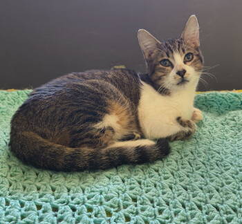 Rescue Domestic Short Hair Cats for Adoption in Phoenix, Arizona - Tofu | PetCurious