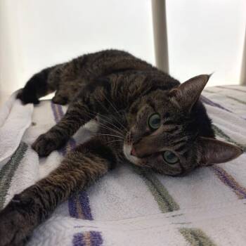 Simba -  Domestic Short Hair Cat for Adoption in Harrisonburg, Virginia - Simba | PetCurious