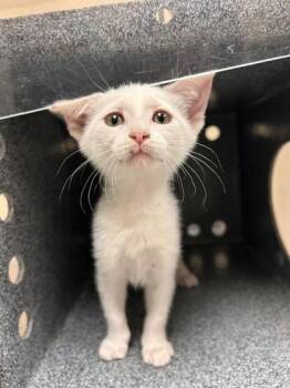 Abbey Bominable -  Domestic Short Hair Cat for Adoption in Irving, Texas - Abbey Bominable | PetCurious