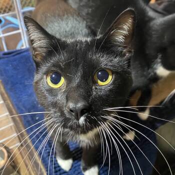 Tuxedo Cats Available for Adoption - Risk | PetCurious
