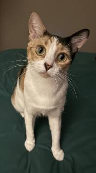 Rescue Domestic Short Hair Cats for Adoption in Chandler, Arizona - Isabella Quinn | PetCurious